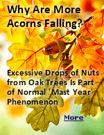 The excessive drop of acorns is actually normal and is part of a wider phenomenon known as mast years. The event consists of botanical activity that happens every two to five years. During the intervals, the oak tree produces an excessive amount of acorns that are 20 times larger than its standard production, to ensure the survival of the trees by procreation.